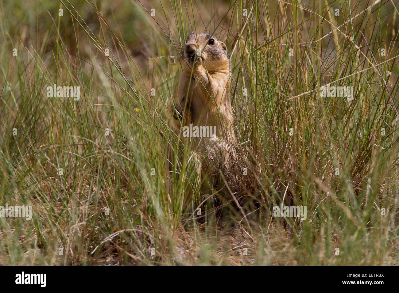 Utah Prairie Dog (Cynomys parvidens) standing  & feeding in a meadow at Bryce Canyon National Park, Utah, USA in July Stock Photo