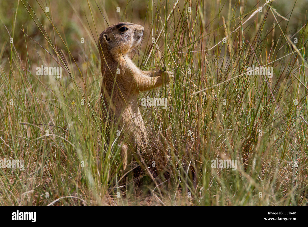 Utah Prairie Dog (Cynomys parvidens) standing  & feeding in a meadow at Bryce Canyon National Park, Utah, USA in July Stock Photo