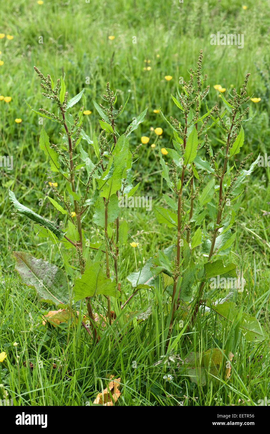 Broad-leaved dock, Rumex obtusifolius, flowering in grassland meadow, Berkshire, June Stock Photo