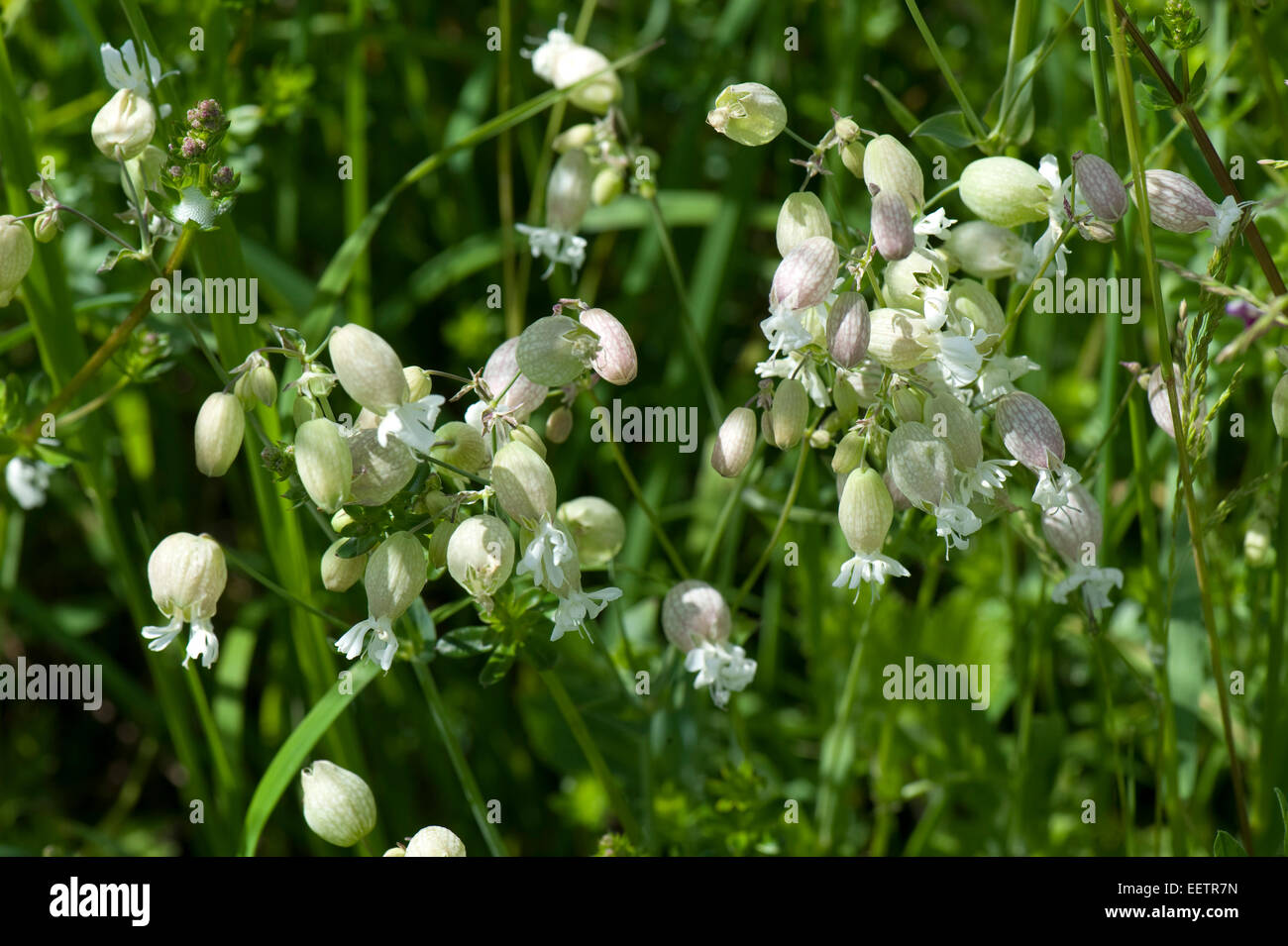 White flowering bladder campion, Silene vulgaris, on downland, Berkshire, June. A culinary plant in Europe Stock Photo