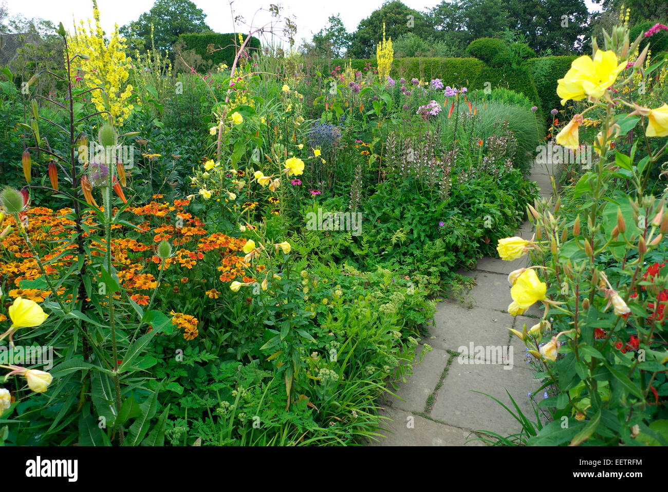 Double herbaceous border, Cheshire, UK Stock Photo