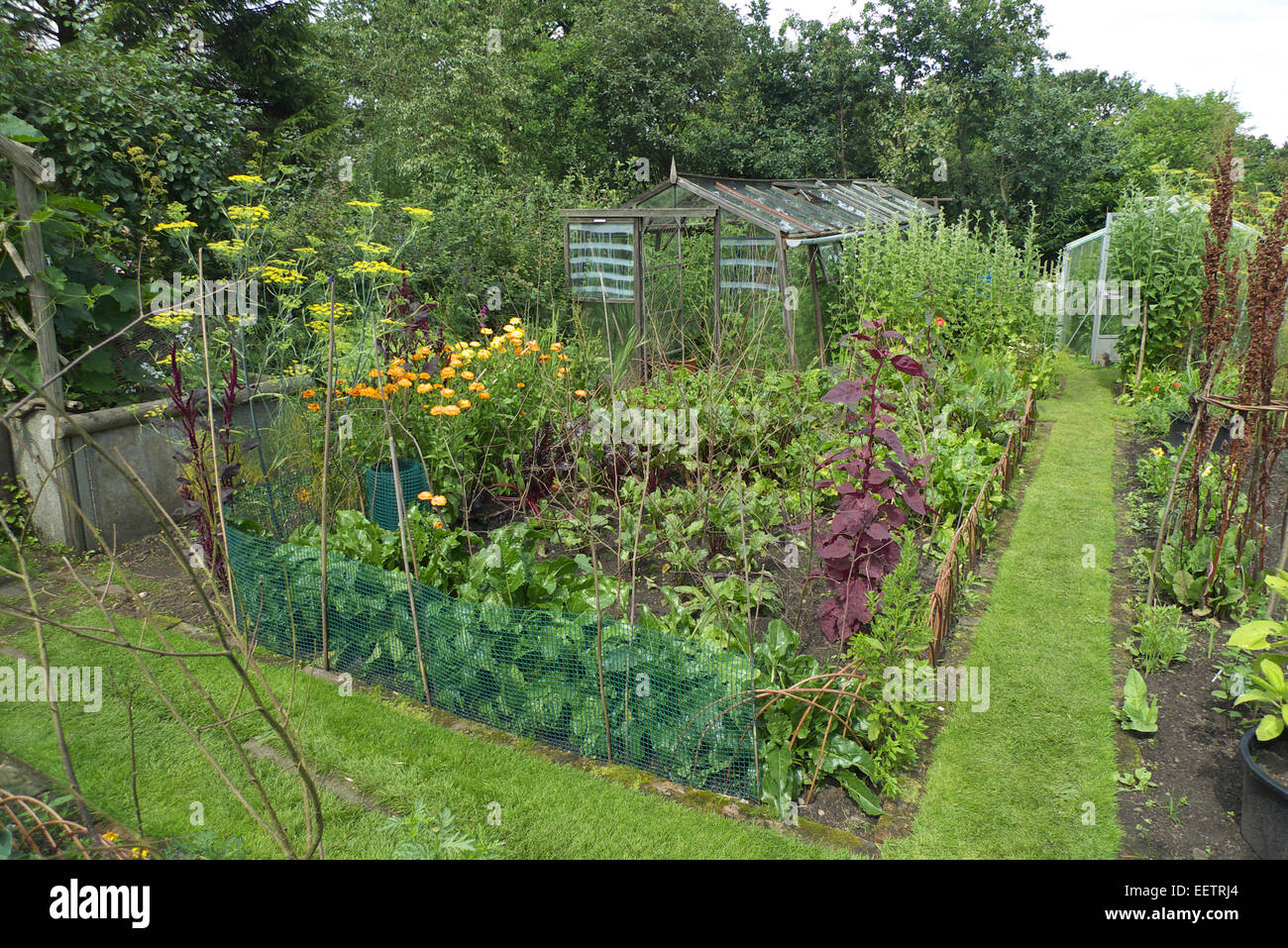 Ornamental organic kitchen garden, Cheshire, UK Stock Photo