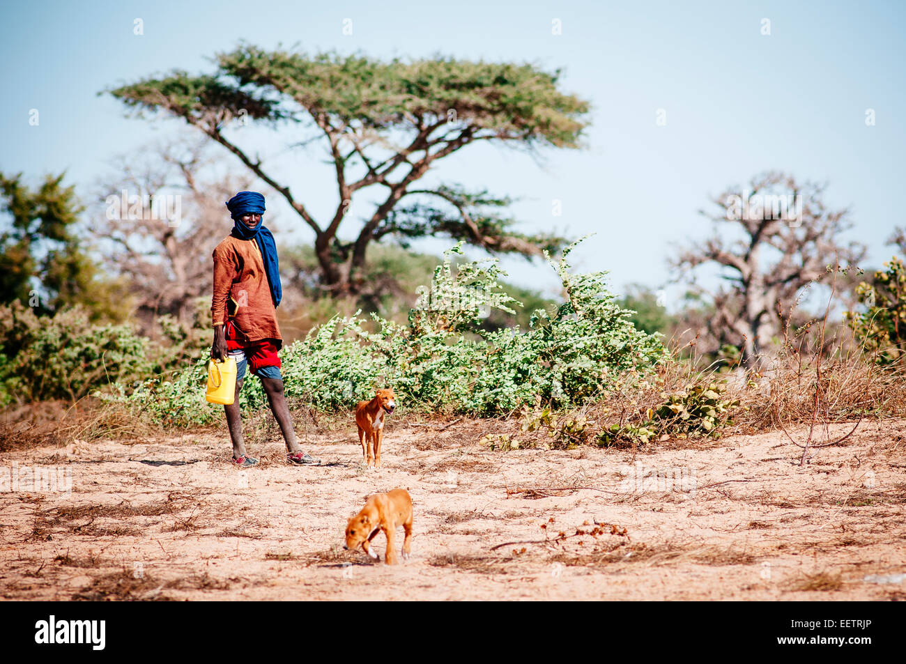 Portrait of young shepherd with his dogs in the savannah, Senegal. Stock Photo