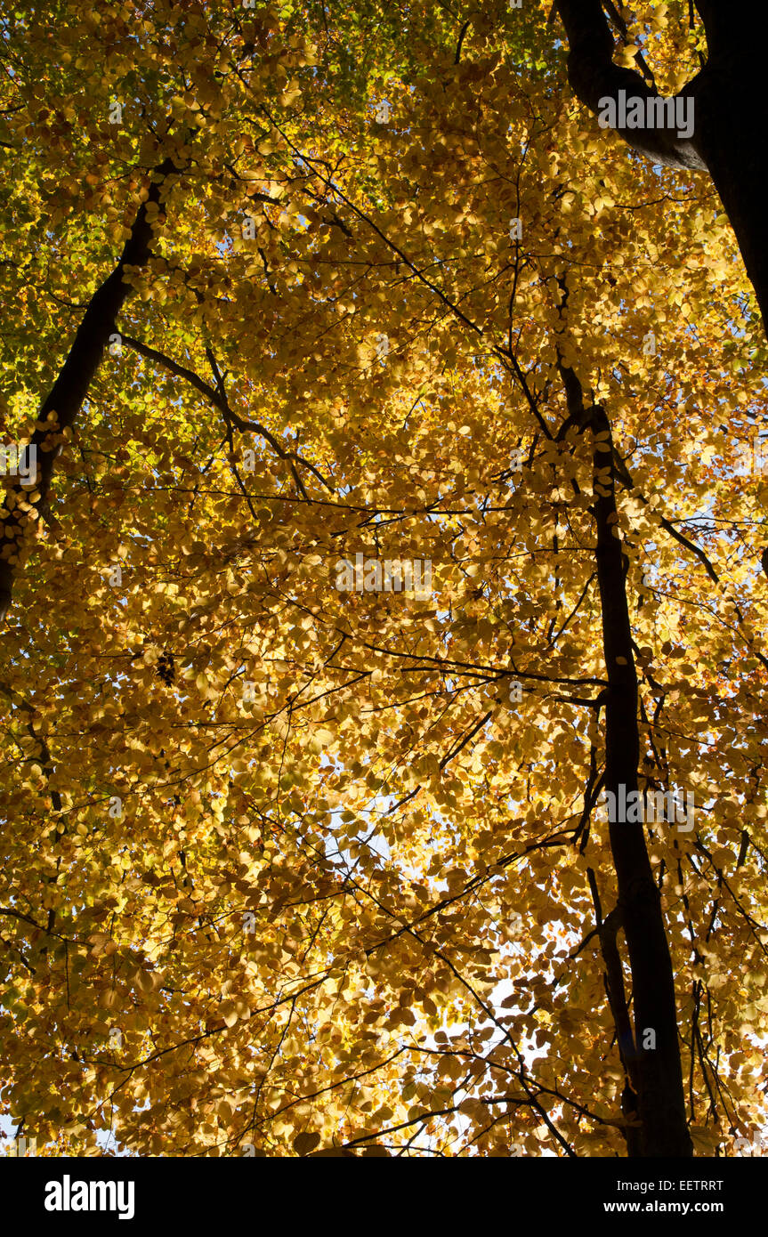 European Beech is a native broad leave tree in Europe and here growing