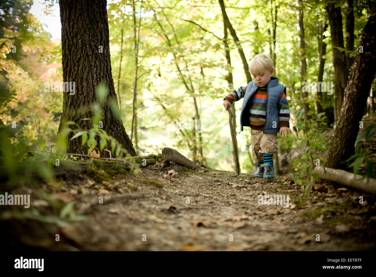 Young boy walking with a stick in the woods. Stock Photo