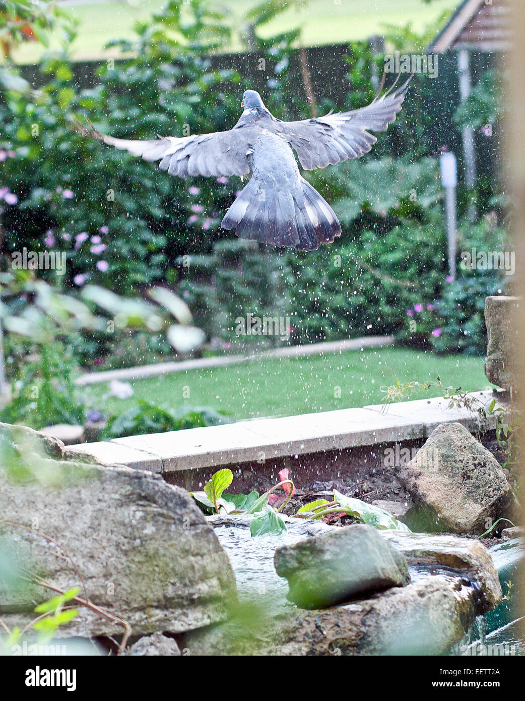 wood pigeon alighting from a pond Stock Photo