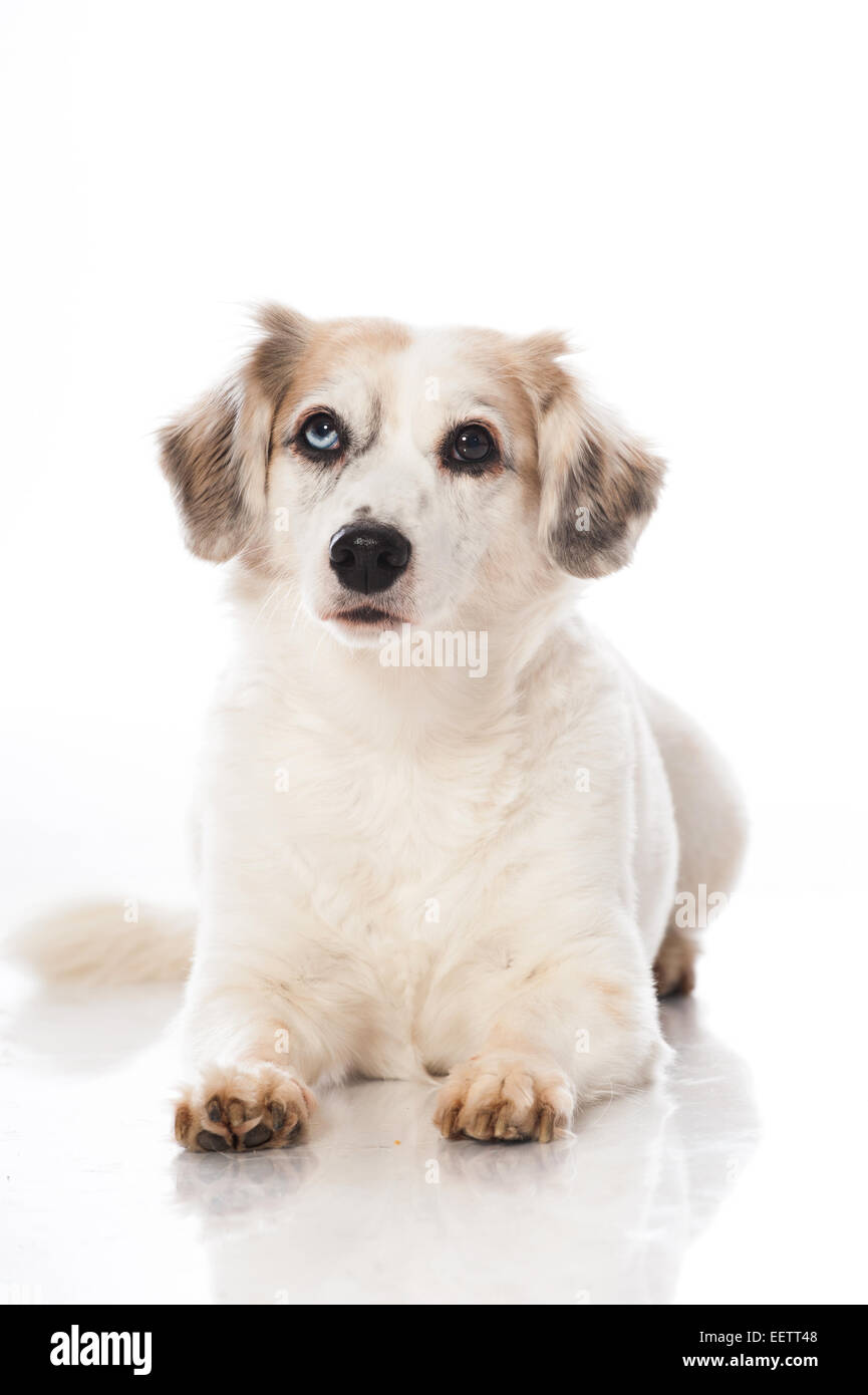 Mixed breed dog isolated on white Stock Photo
