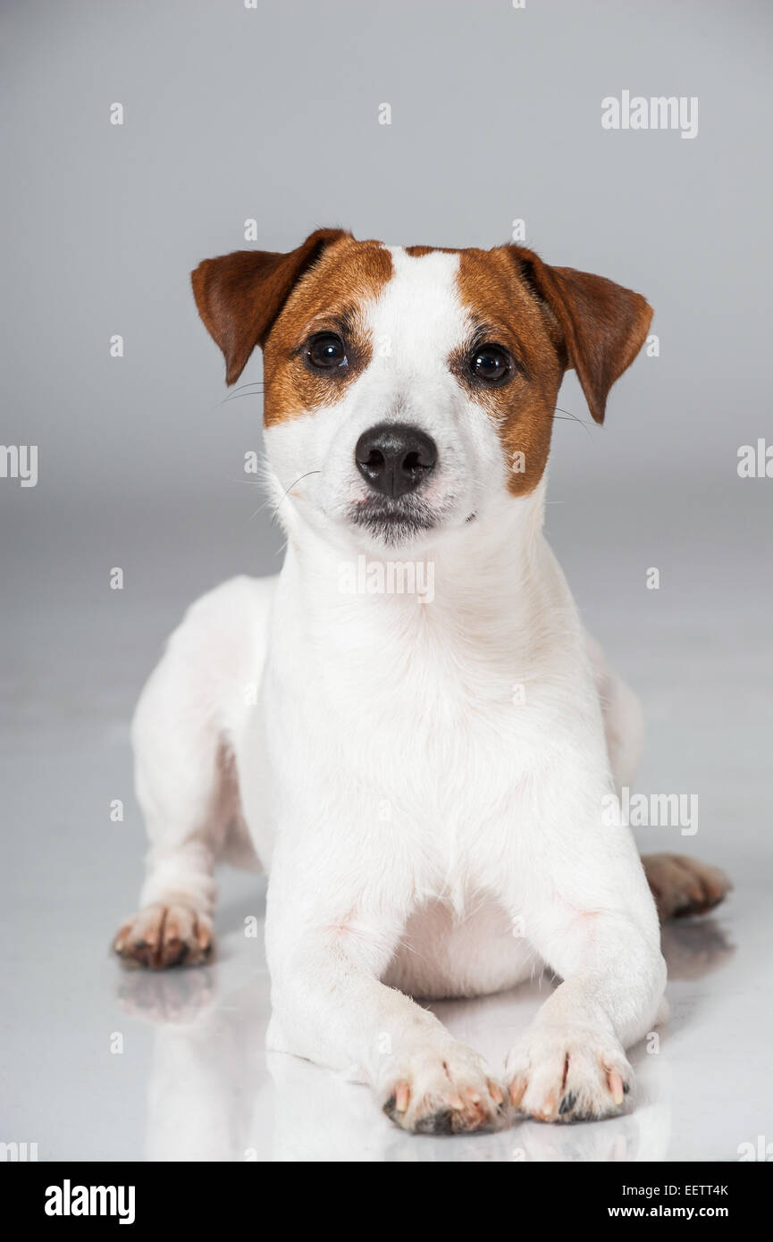 Parson Russell Terrier on gray background Stock Photo