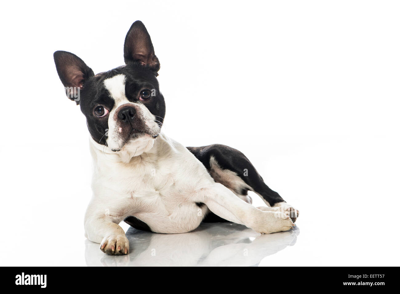 Boston terrier dog isolated on white Stock Photo - Alamy