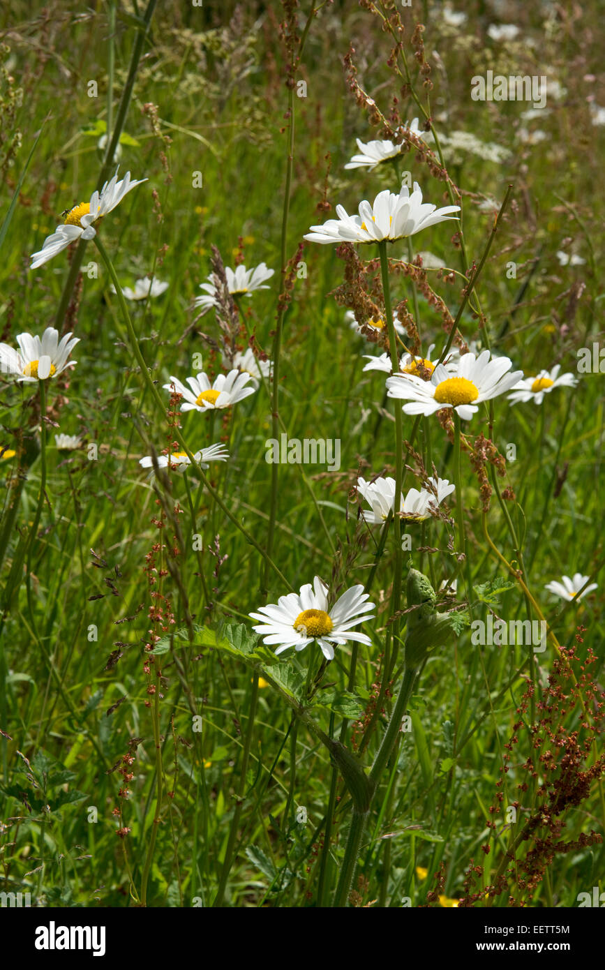 White flowers of ox-eye daisies, Leucanthemum vulgare, with flowering sorrels, Rumex acetosella, on a roadside verge, Berkshire Stock Photo