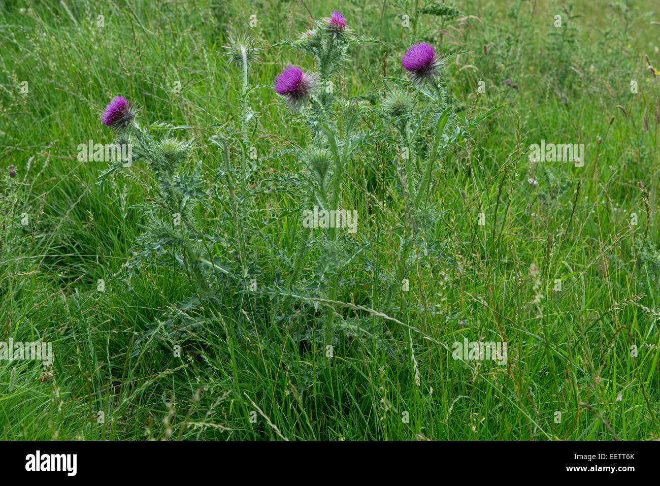 Flowering musk thistle, Carduus nutans, purple flowering plant in downland pasture, Berkshire, July Stock Photo