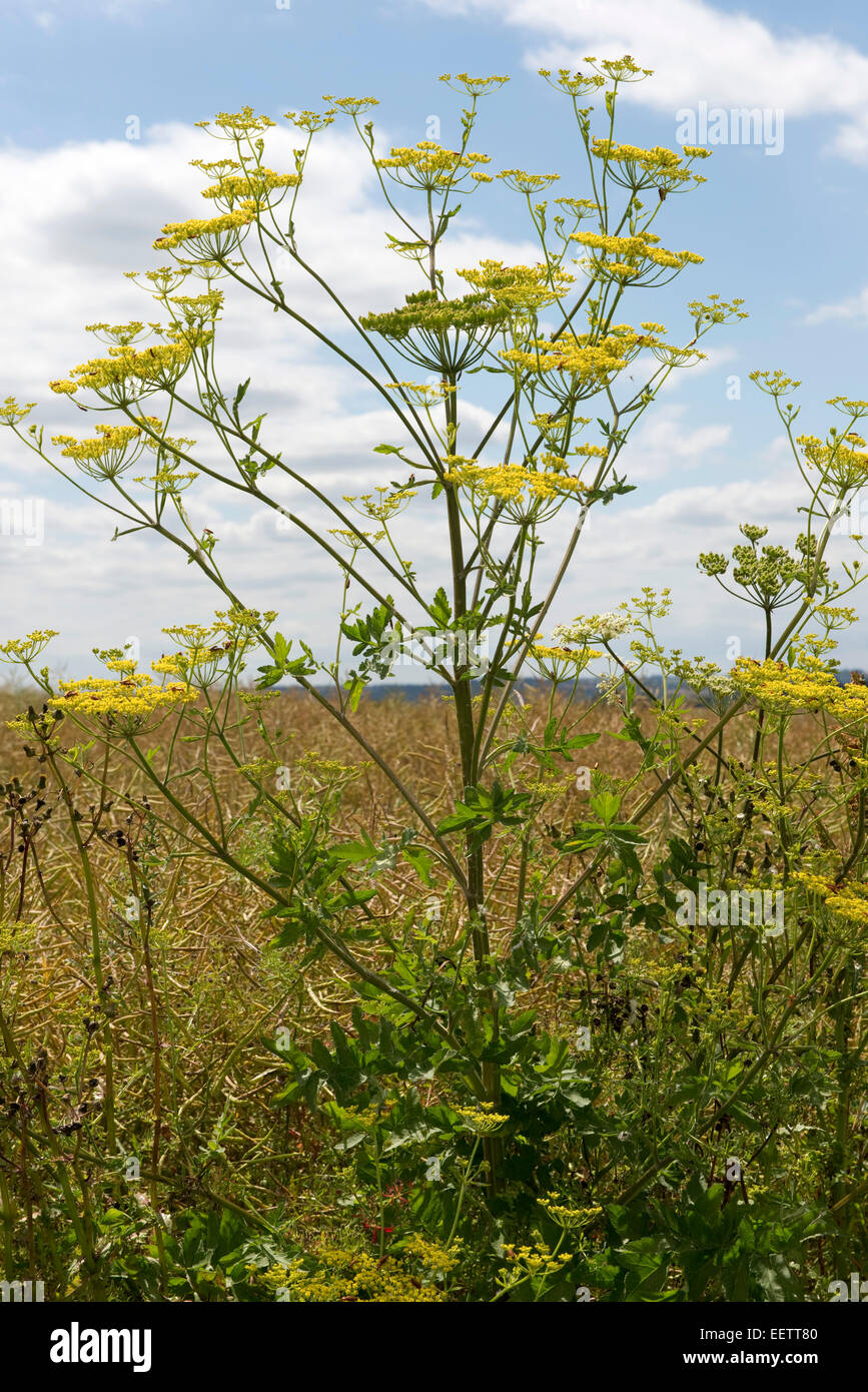 Yellow wild parsnip, Pastinaca sativa, plant in flower on a fine summer day, Berkshire, July Stock Photo