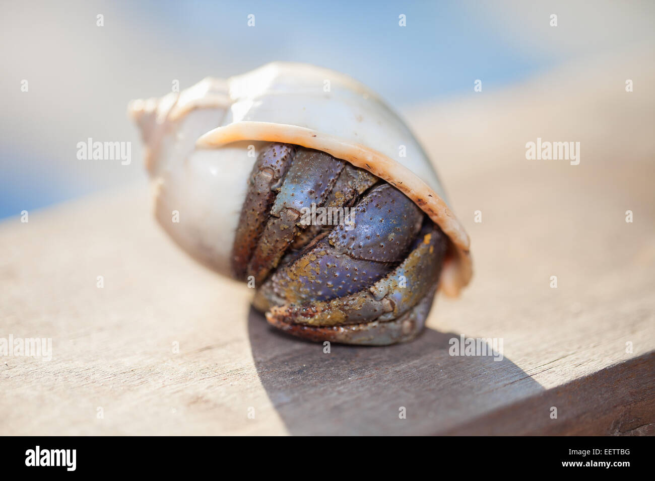 Closeup of a hermit crab in spiral shell on blurred background Stock Photo