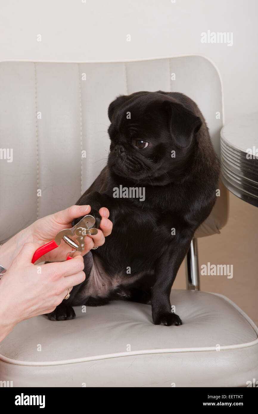 Dog getting nails trimmed hires stock photography and images Alamy