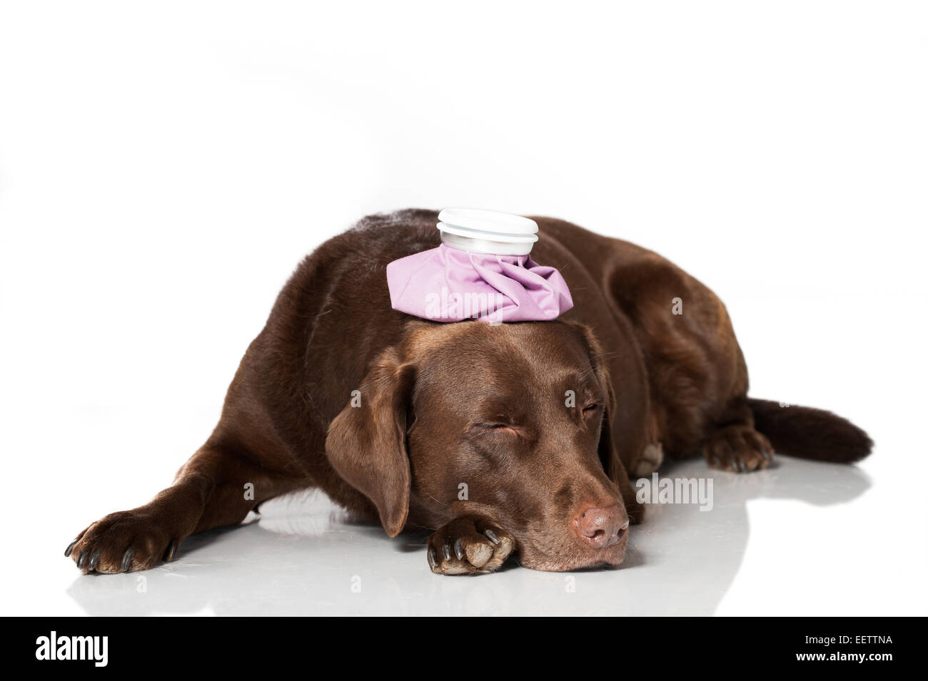 How To Cool Down A Labrador