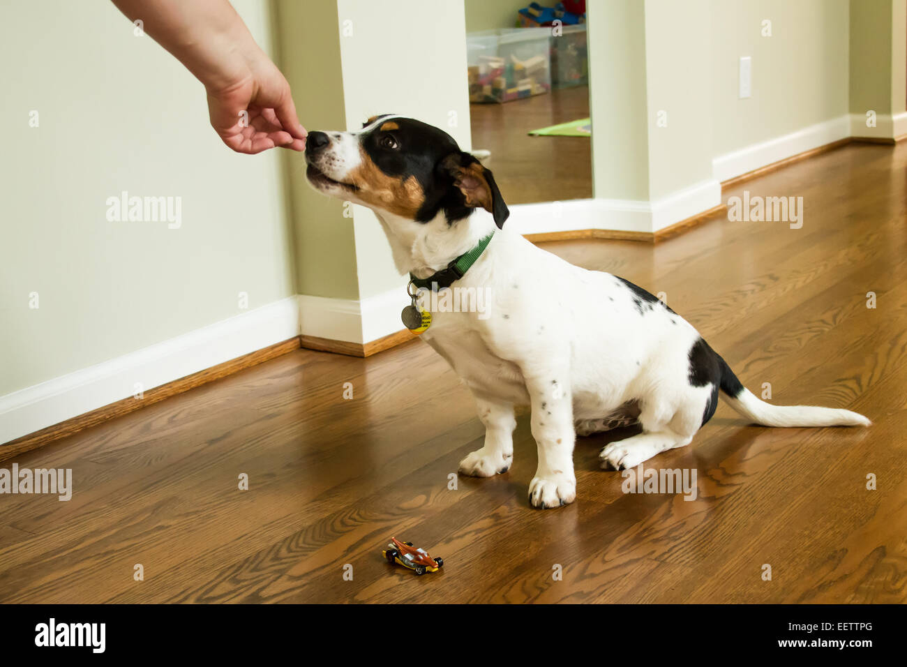 Woman giving dog a treat hires stock photography and images Alamy
