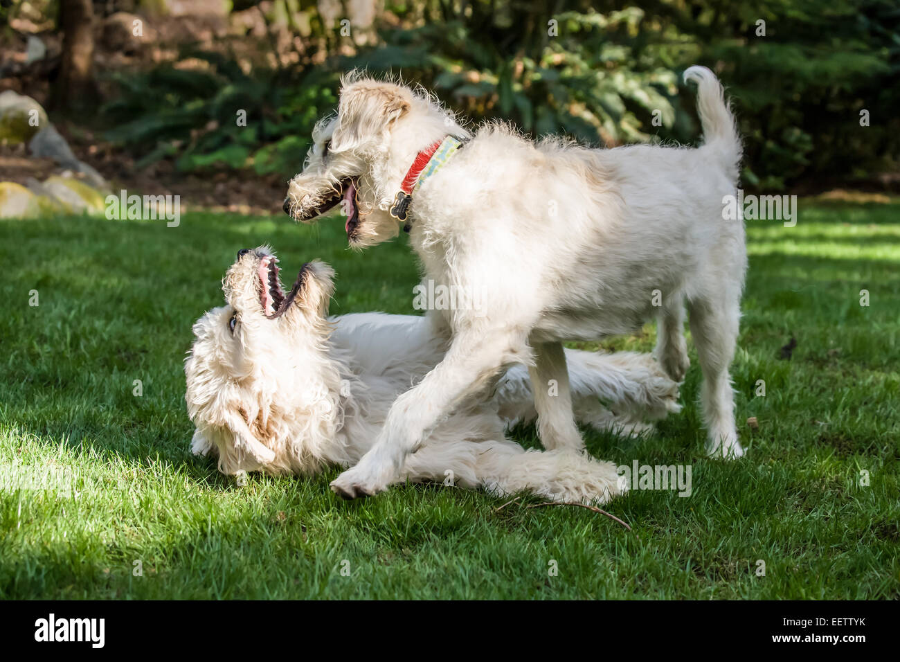 Five month old Goldendoodle and nine month old Goldendoodle/terrier mix romping together outside in the backyard Stock Photo