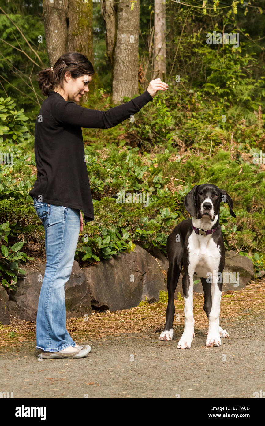 Six month old Great Dane puppy, Athena, ignoring her owner during a training session, in Issaquah, Washington, USA Stock Photo