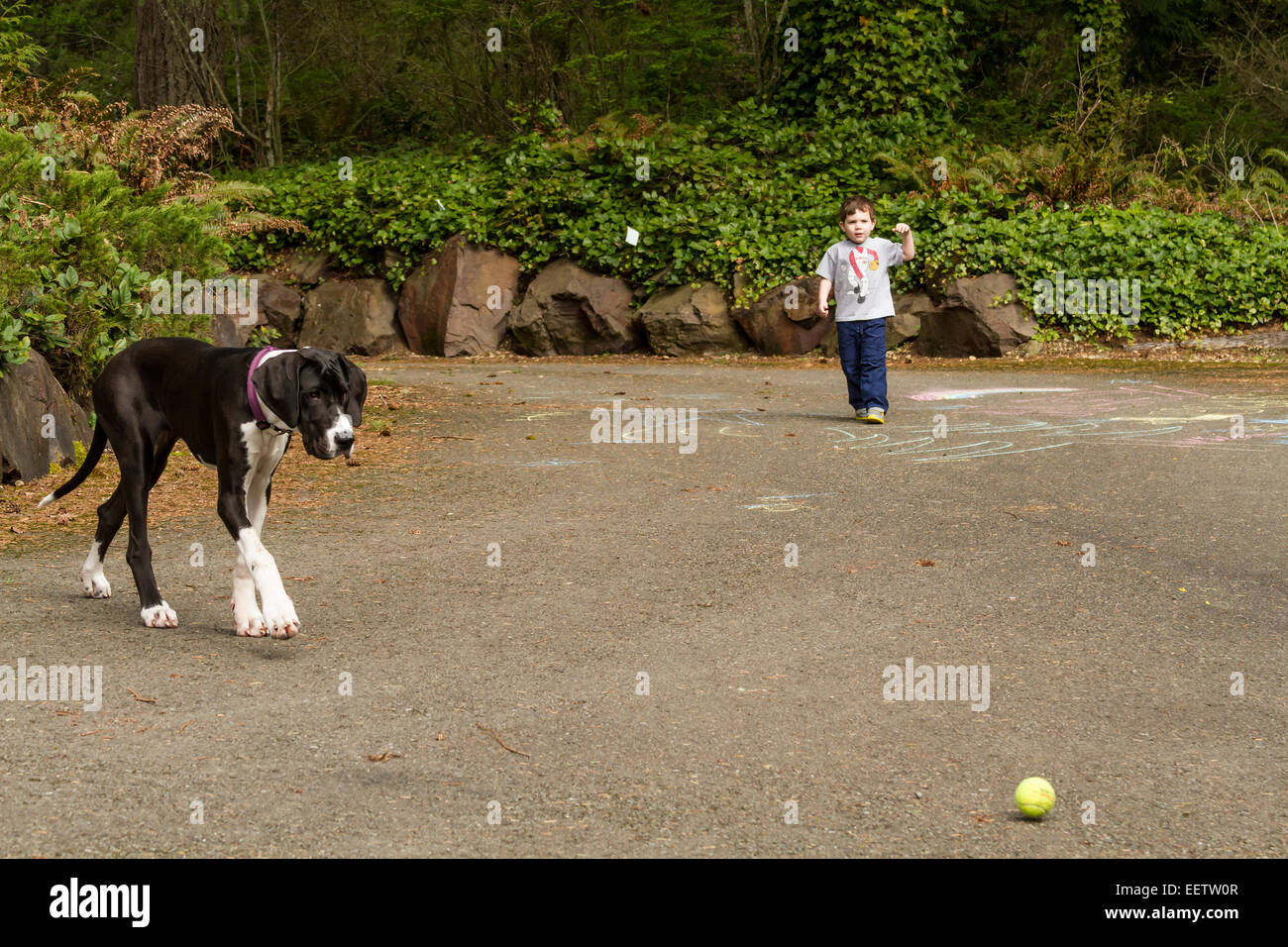 Three year old boy throwing a tennis ball for his six month old Great