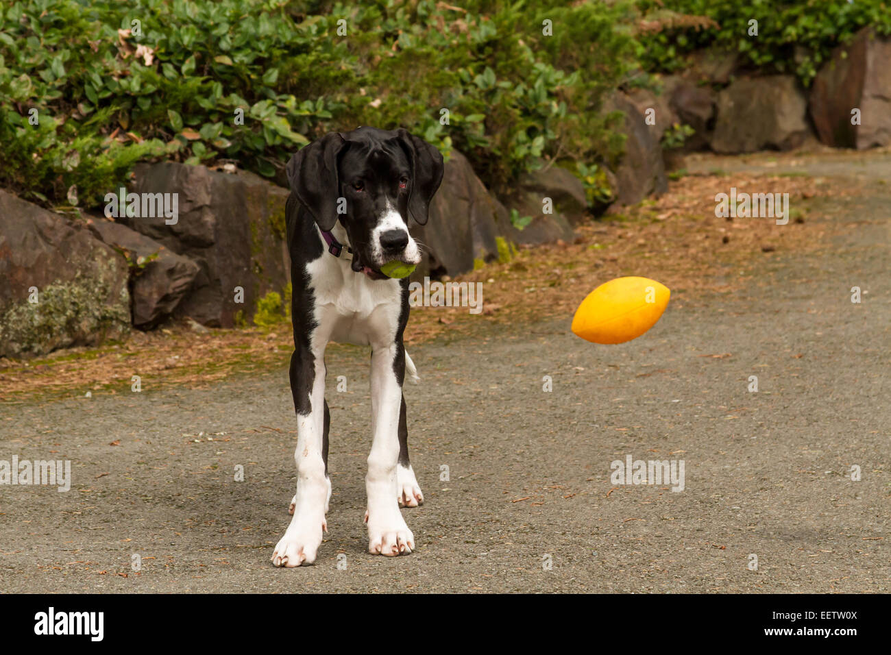 'Oh no, a ball in the mouth versus a ball in the air?', worries a six month old Great Dane puppy, Athena, in a quandary Stock Photo