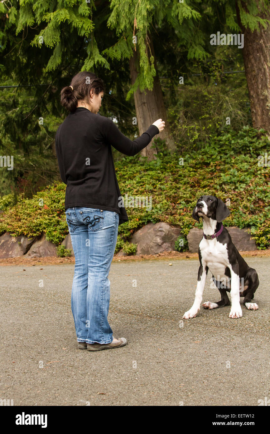 Six month old Great Dane puppy, Athena, responding to a 'sit' and 'stay' command in Issaquah, Washington, USA Stock Photo