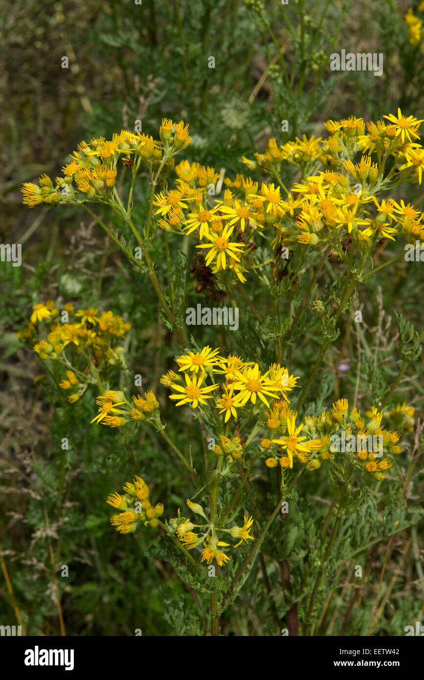 Ragwort, Jacobaea vulgaris or Senecio jacobaea, yellow flowers on this invasive grassland weed which is poisonous to some livest Stock Photo