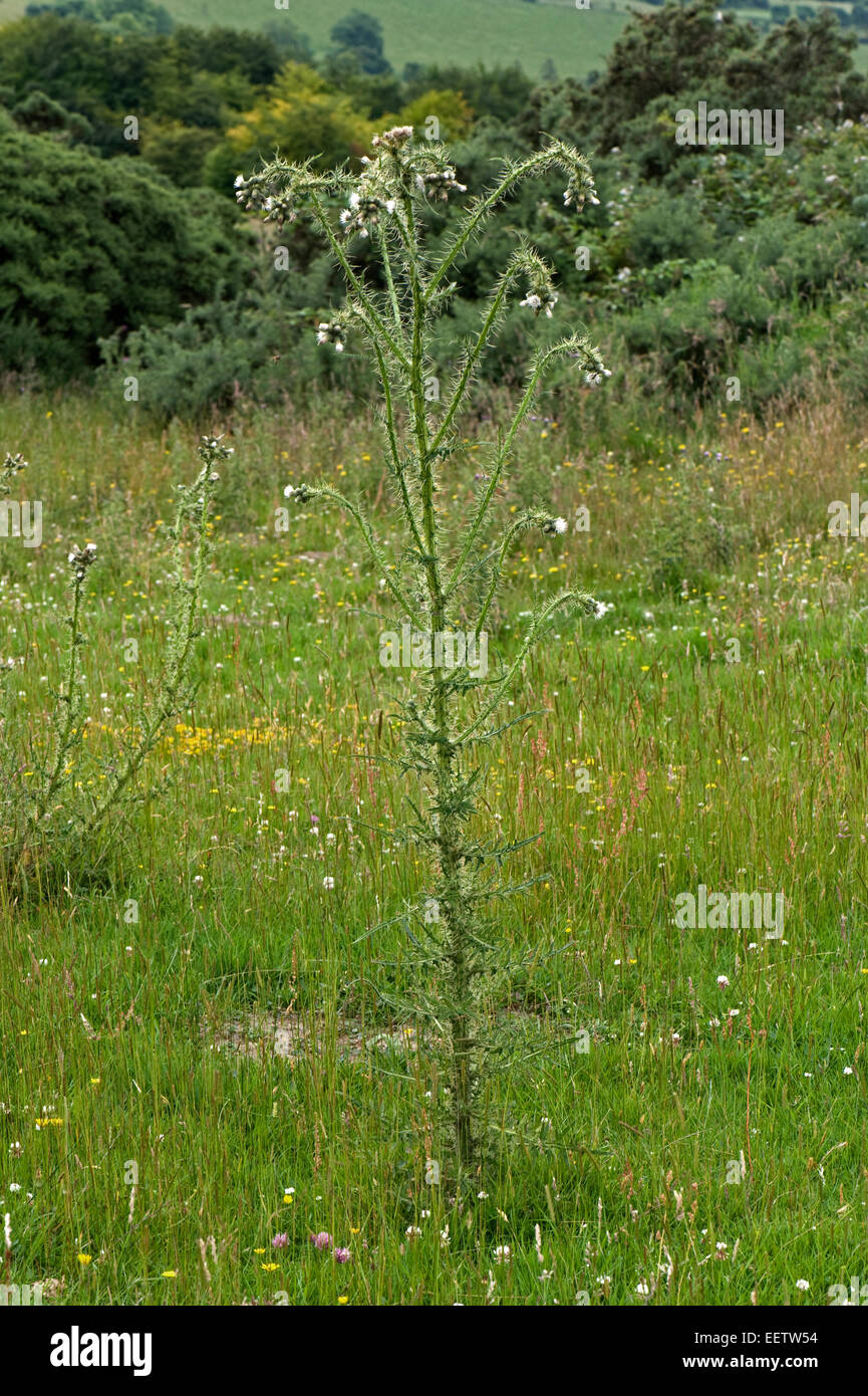 Bold marsh thistle or European swamp thistle, Cirsium palustre, white flowering plant in a downland meadow, Berkshire, June Stock Photo
