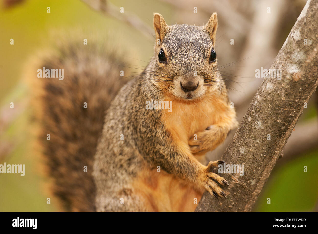 Eastern Fox Squirrel climbing a tree in a backyard in Houston, Texas Stock Photo