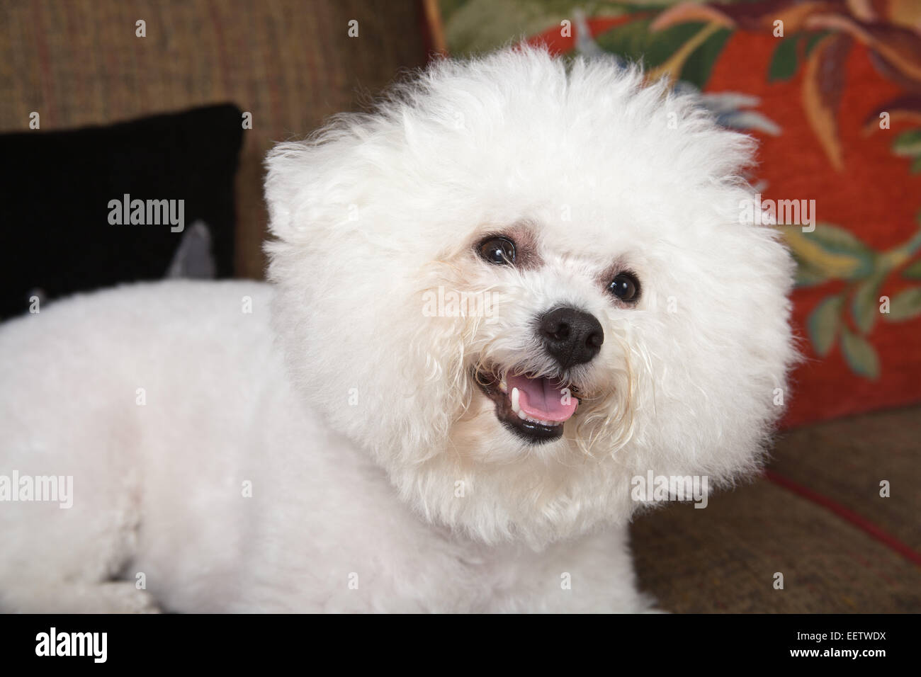 Pablo, a Bichon Frise dog lying on the couch Stock Photo