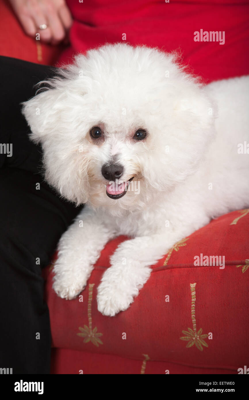 Pablo, a Bichon Frise dog sitting on the couch with his owner Stock Photo