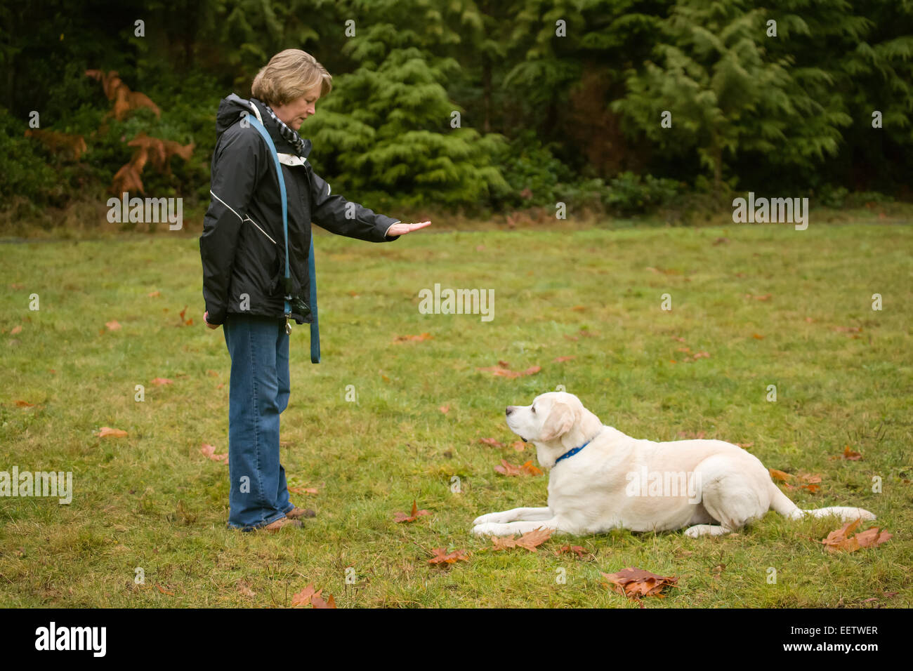 Murphy, English Yellow Labrador Retriever dog, lying down after a "down