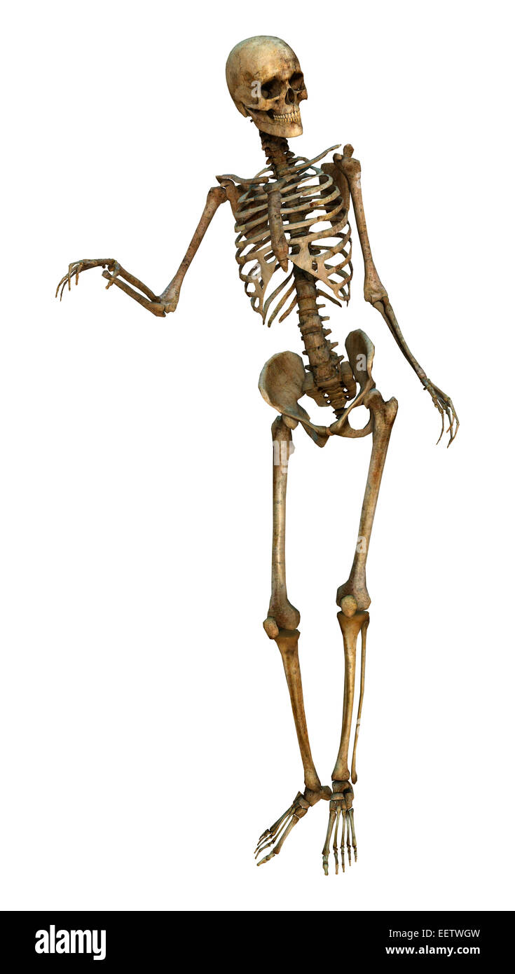 3D digital render of a human standing skeleton isolated on white ...