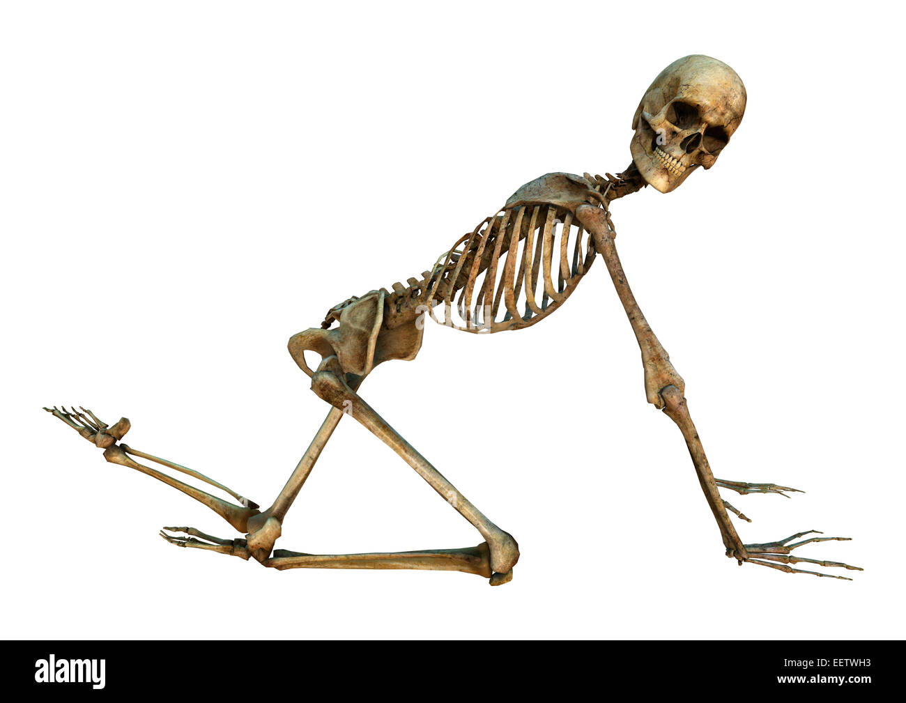 3D digital render of a human skeleton doing sport isolated on white  background Stock Photo - Alamy