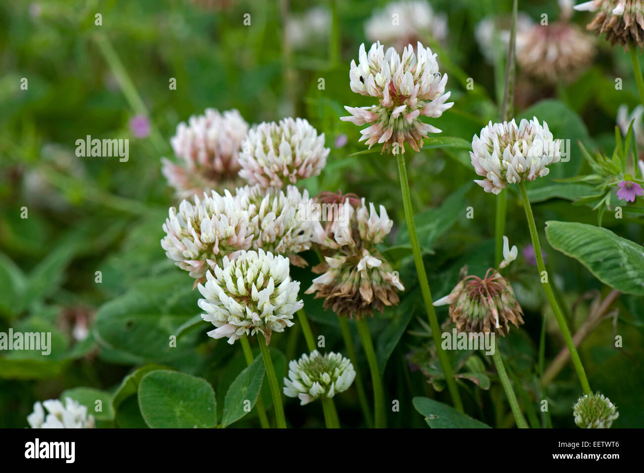 Flowering white clover, Trifolium repens, Berkshire, July Stock Photo