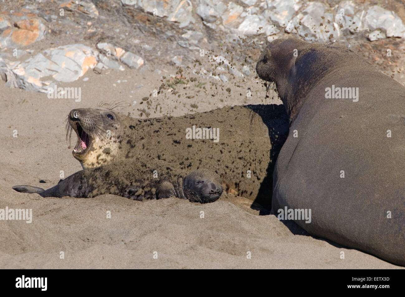 Northern Elephant Seal female, male and pup on the beach in San Simeon, California, USA. Stock Photo