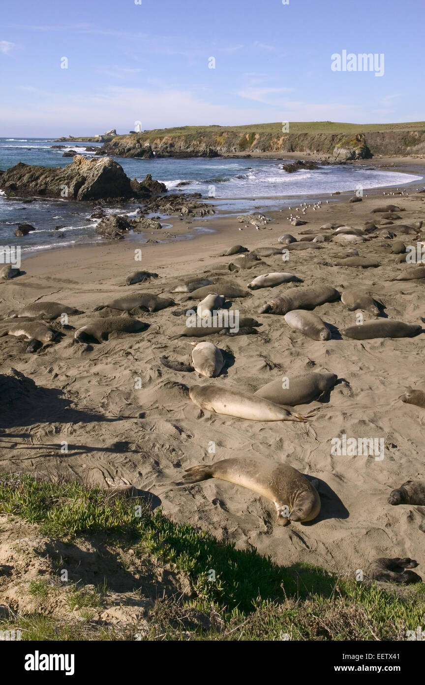 Elephant Seal rookery on a beach in San Simeon, California, USA. Stock Photo