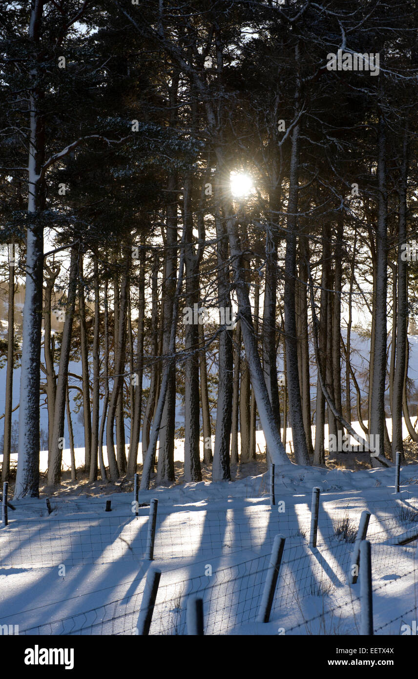 Late winter sun breaks through gaps in the branches of snow covered conifers after heavy overnight snowfall Stock Photo