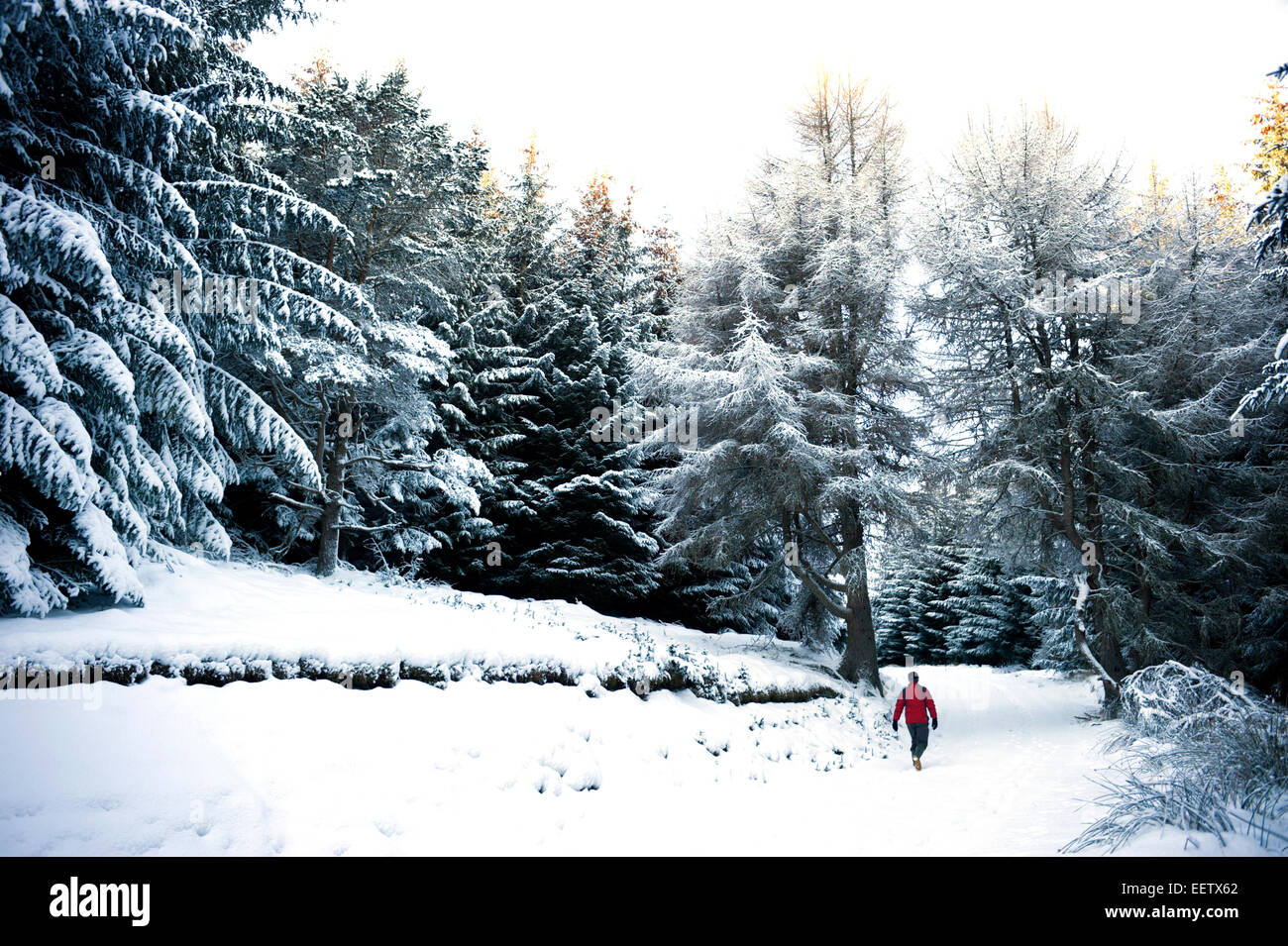 A lone walker treks through overnight snow along a forestry track in a remote scottish glen Stock Photo