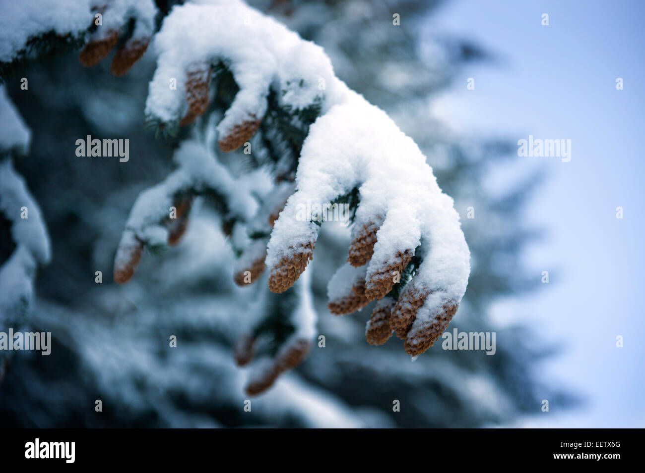 Strange claw like branches and conifer cones after heavy overnight snow showers Stock Photo