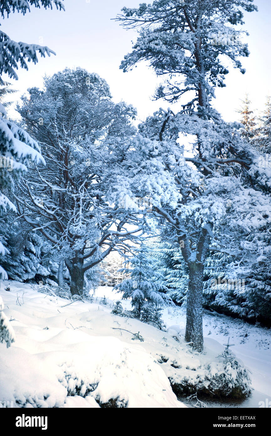 Scots pine trees looking majestic after heavy overnight snow showers Stock Photo