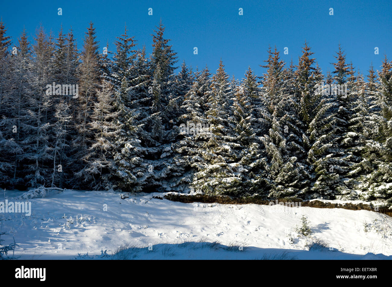 Looking up to the edge of a forestry plantation and its snow covered pine trees after an overnight shower Stock Photo