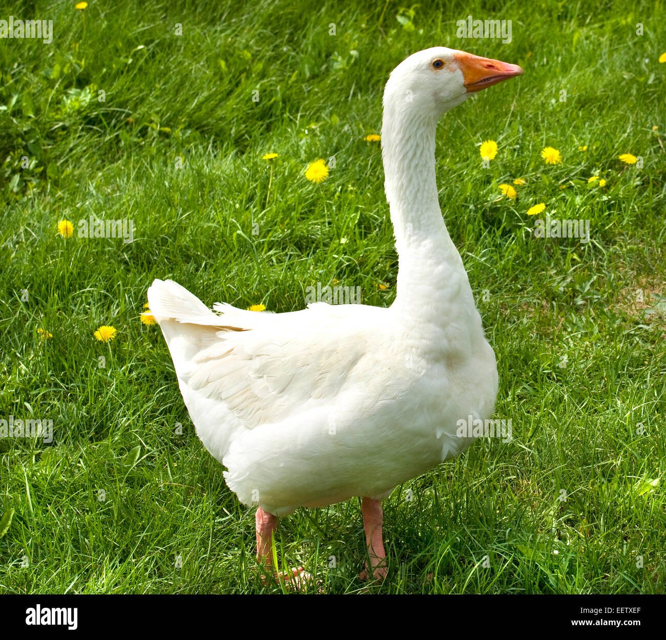 One domestic bird white goose on green grass with yellow dandelions. Stock Photo