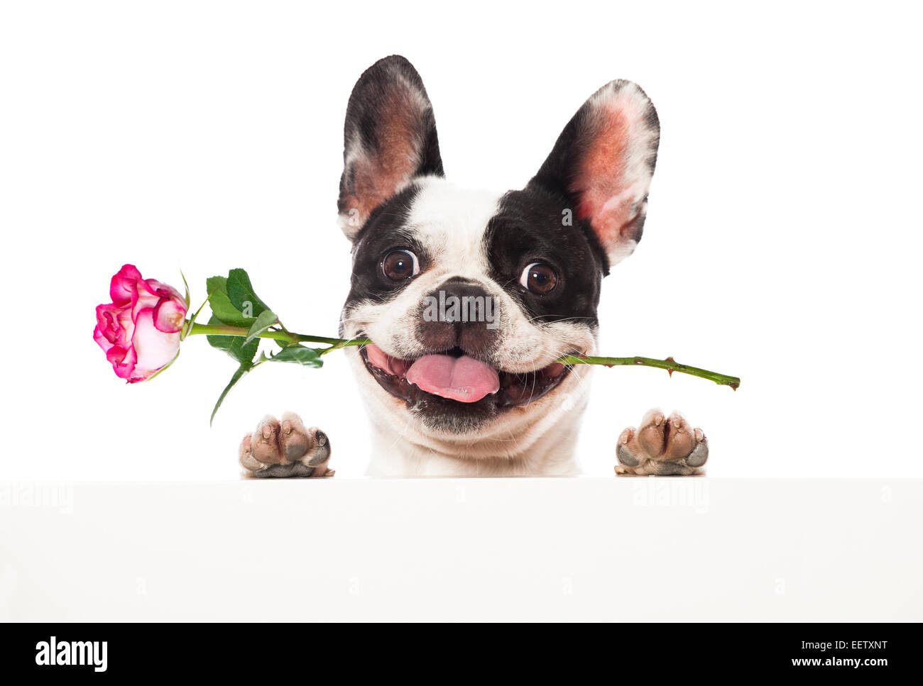 Little dog with rose in the mouth Stock Photo - Alamy