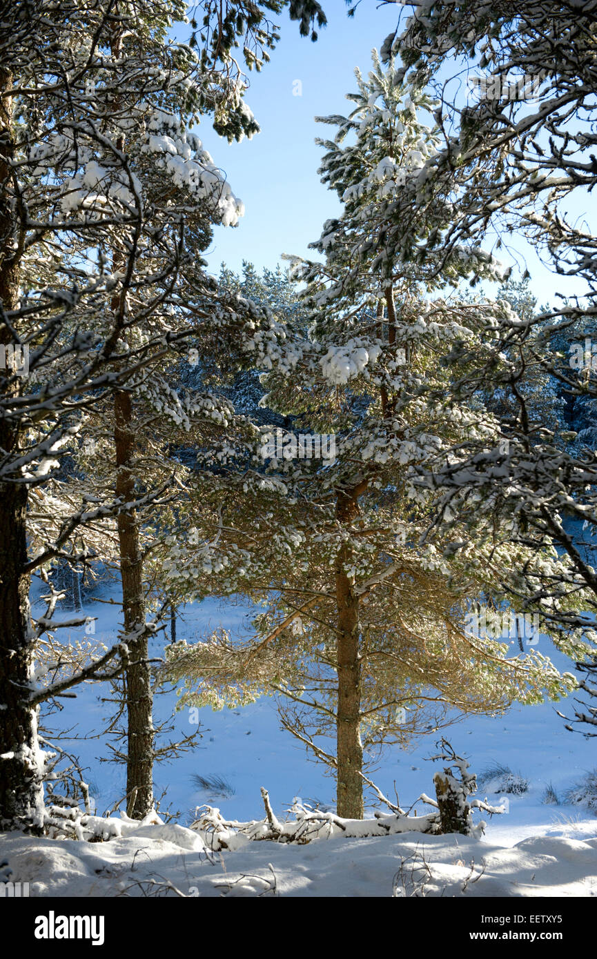 snow covered pine trees at the edge of a plantation in remote scotland Stock Photo