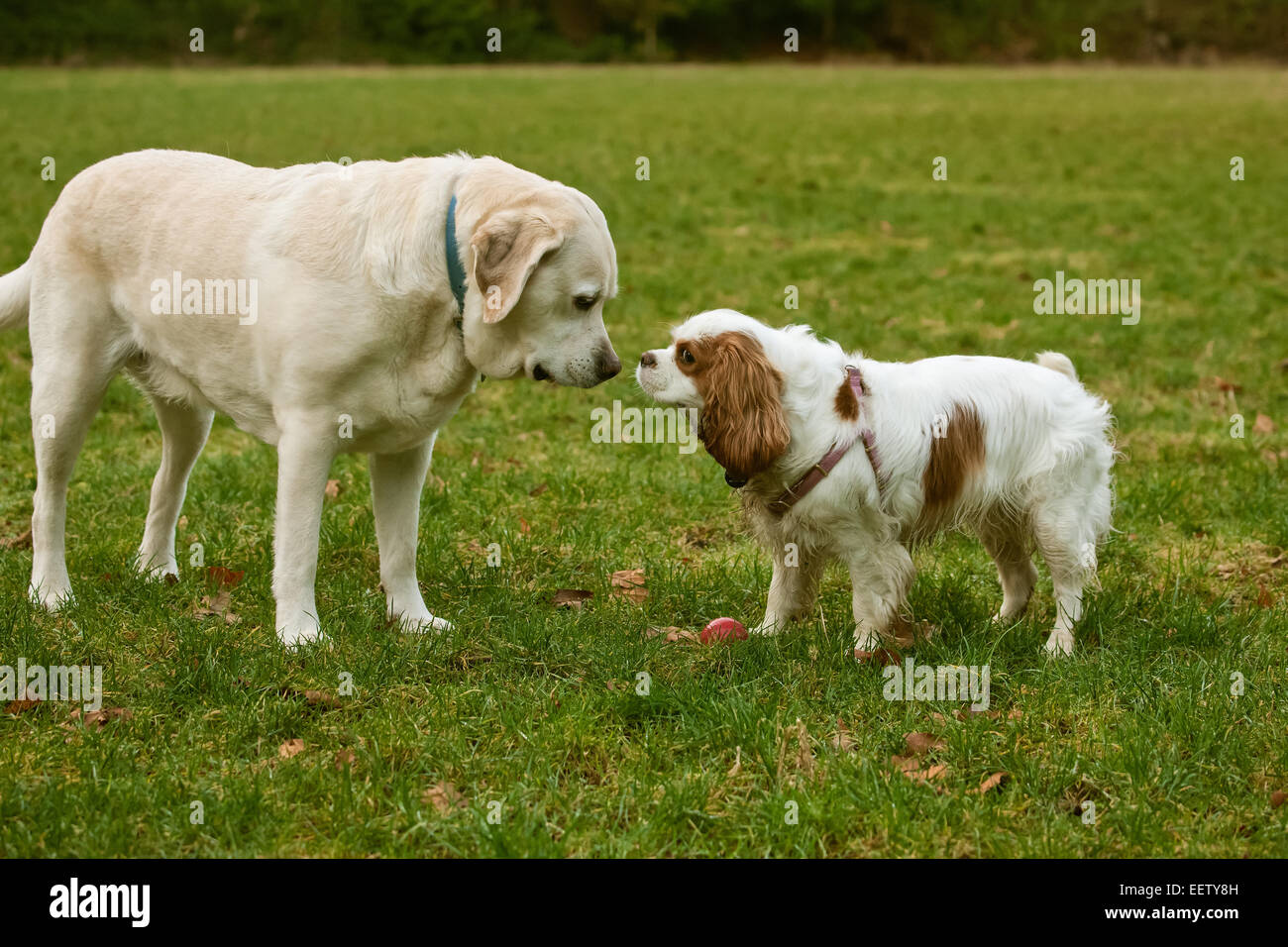 6 year old English Yellow Labrador, Murphy, sniffing noses while meeting a new dog, a 2 year old Cavalier King Charles Spaniel Stock Photo