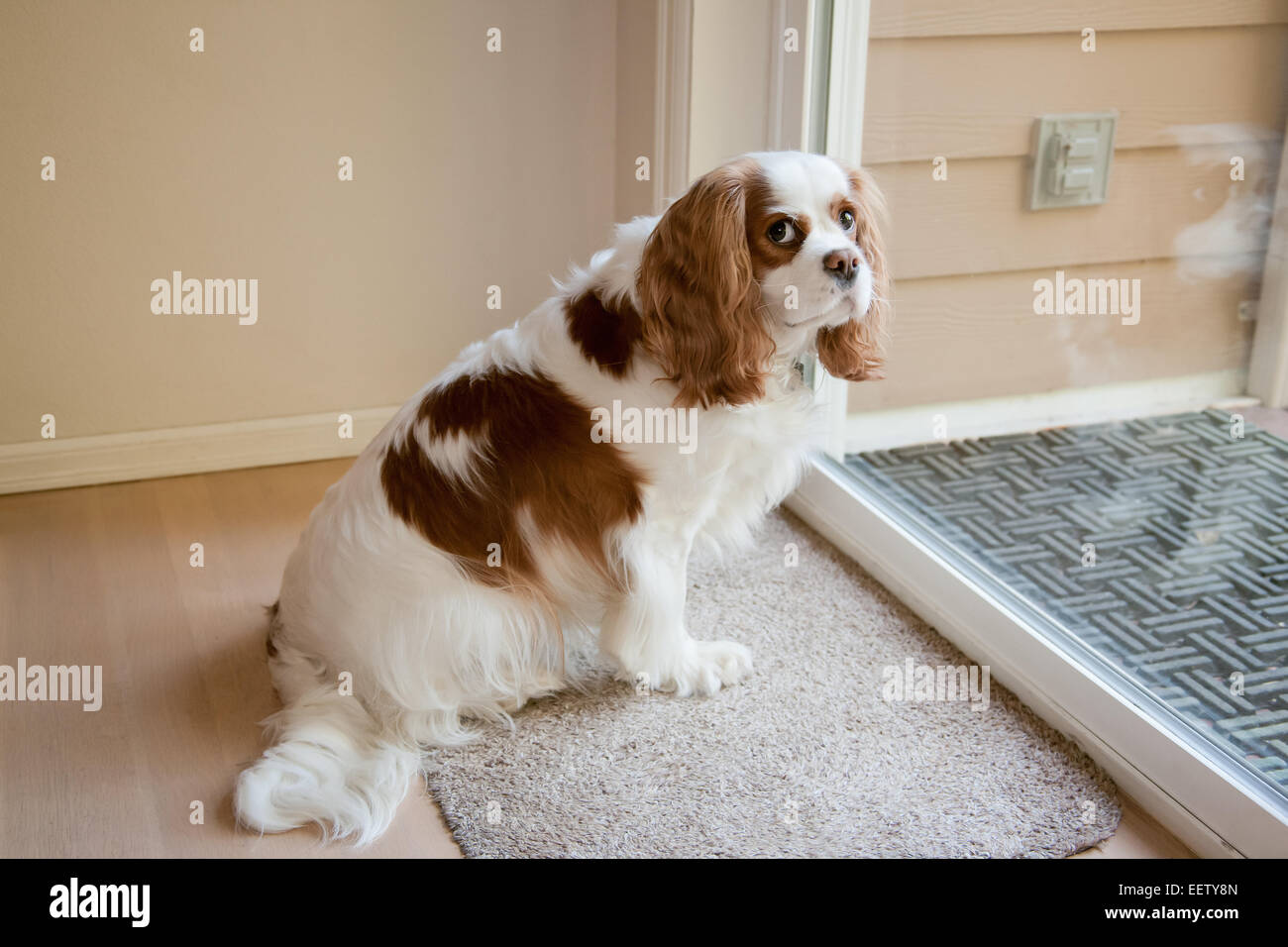 Mandy, a Cavalier King Charles Spaniel, waiting by a sliding glass door to get let out Stock Photo