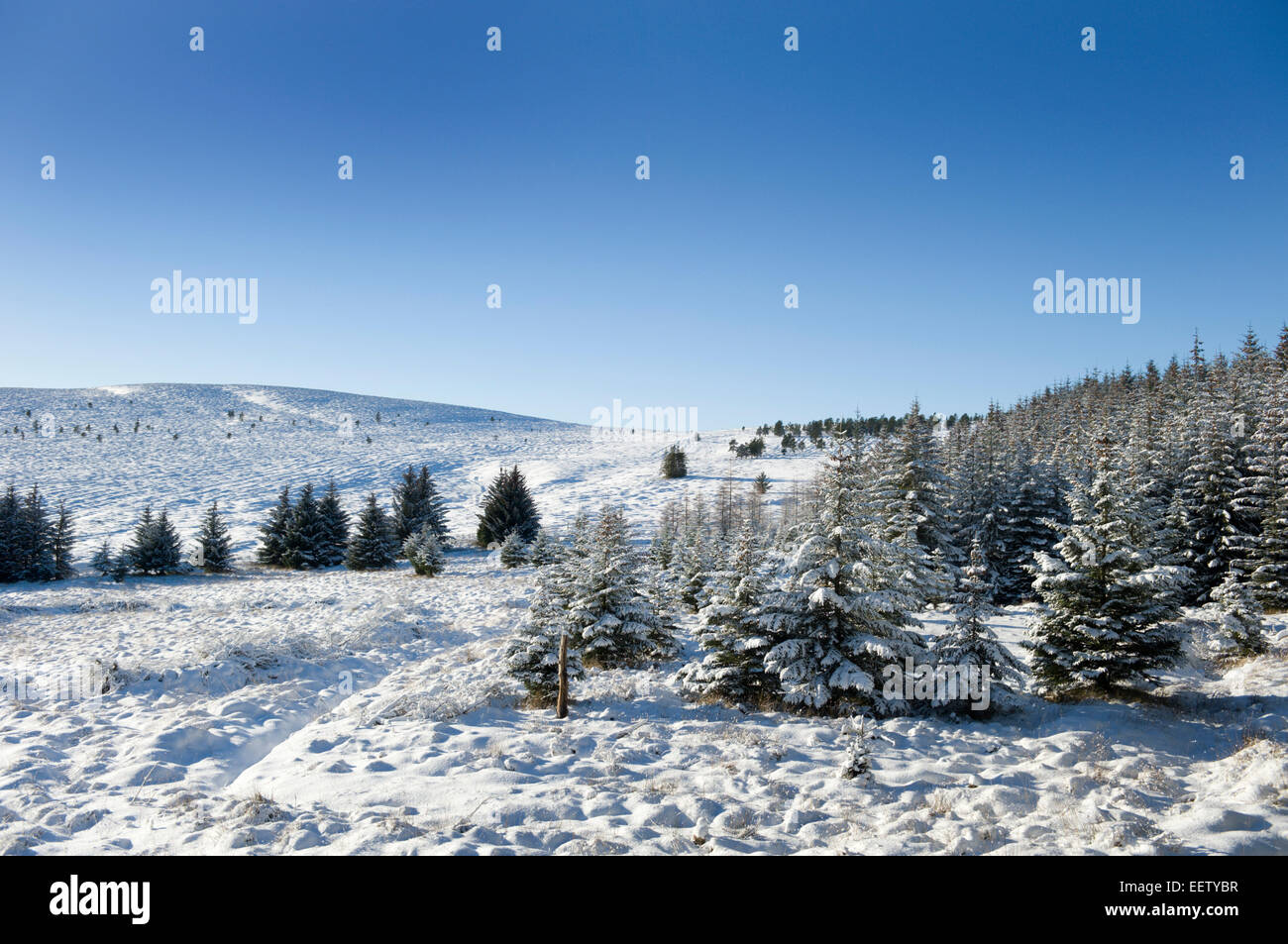 Snow covered uplands and conifer plantation above a remote scottish glen Stock Photo