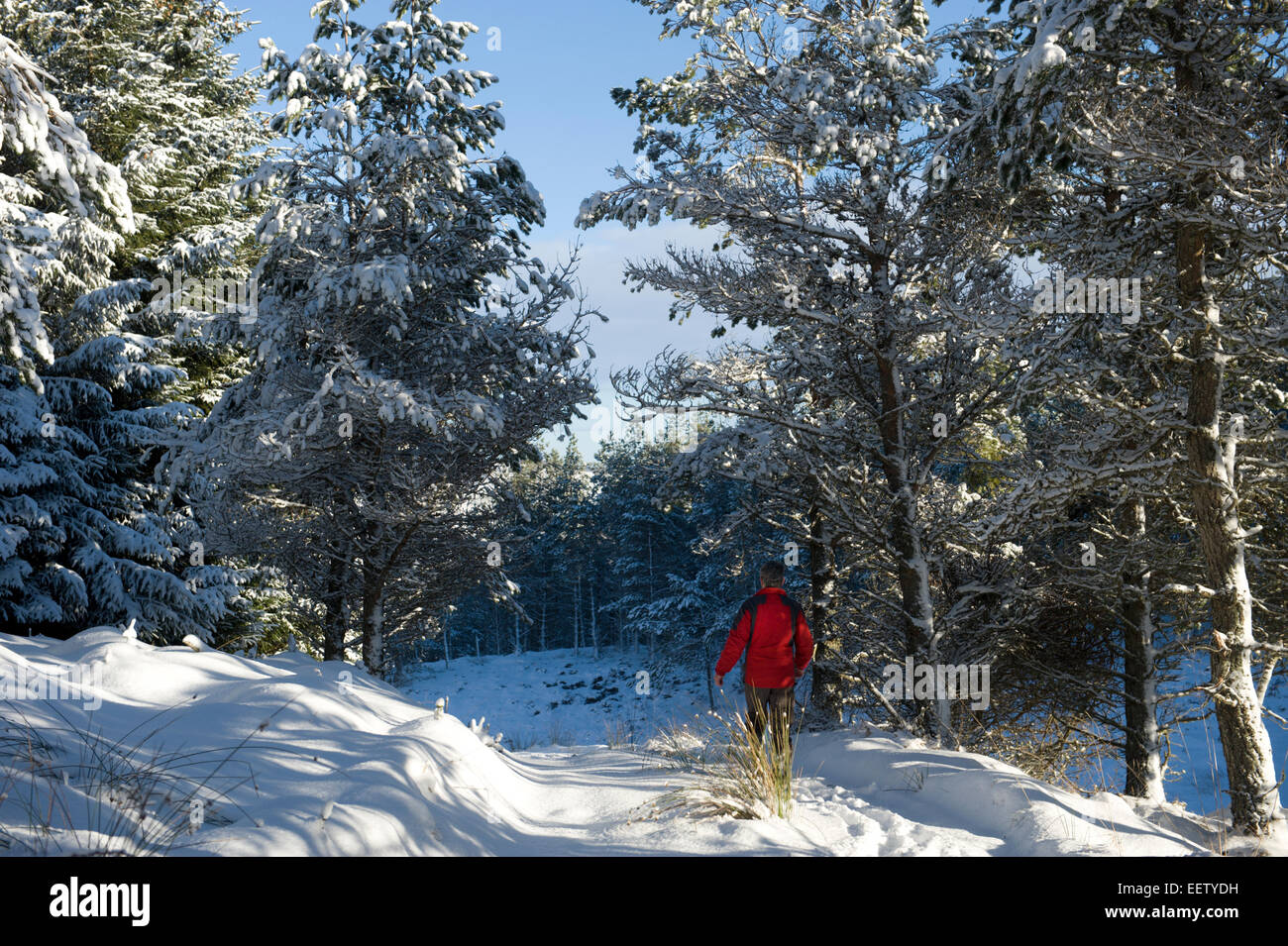 A lone walker treks through overnight snow along a forestry track in a remote scottish glen Stock Photo