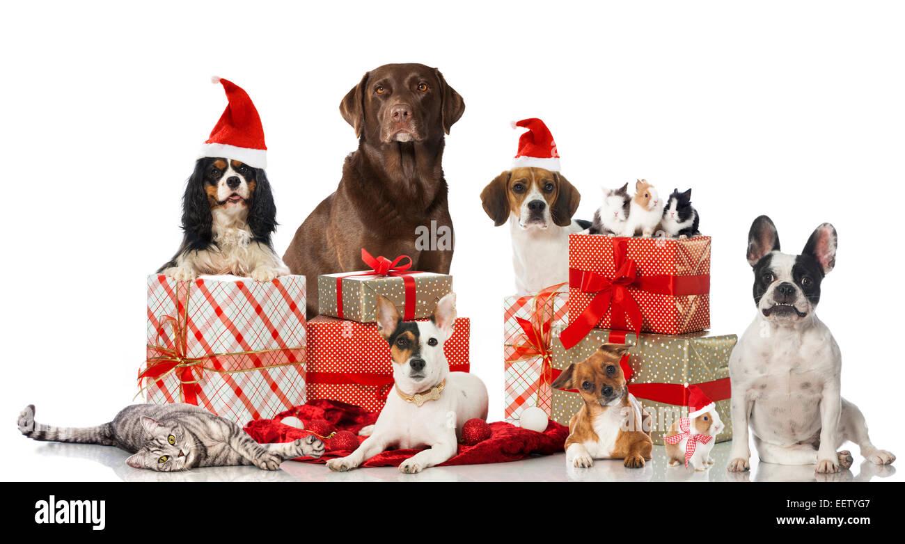 Christmas pets with gifts isolated on white Stock Photo