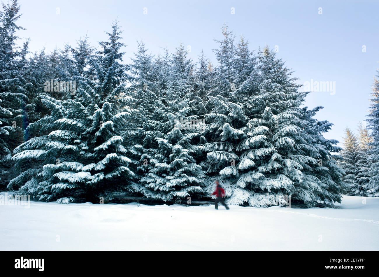 A blurred lone walker dwarfed by a stand of pine trees in the middle of a snow covered plantation after an overnight shower Stock Photo